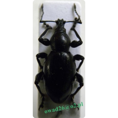 Otiorhynchus morio (Fabricius, 1781) Kluk, Opuchlak lepiężnikowaty
